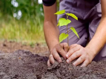 Reforestamento