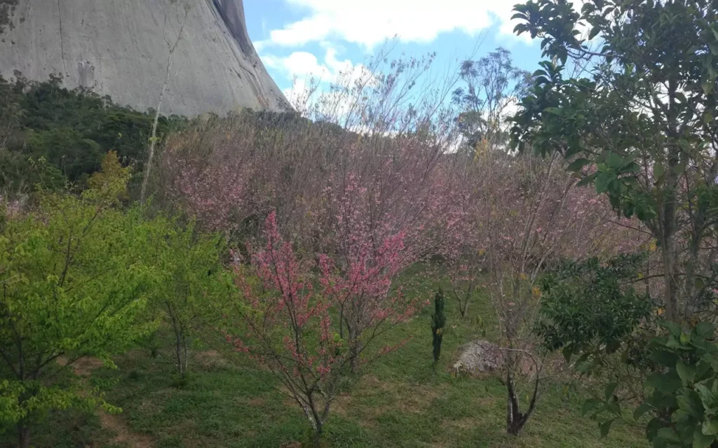 Bosque das Cerejeiras em Pedra Azul