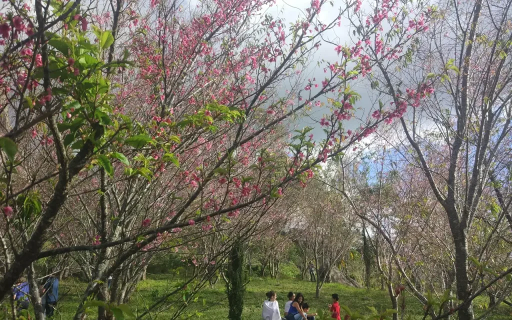 Bosque das Cerejeiras em Pedra Azul