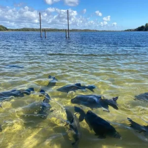 Lagoa dos Tambaquis