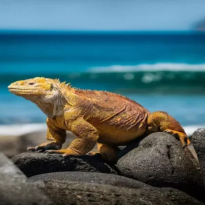 Galápagos