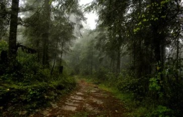 Natureza e Nostalgia Aventuras no Parque Nacional do Itatiaia