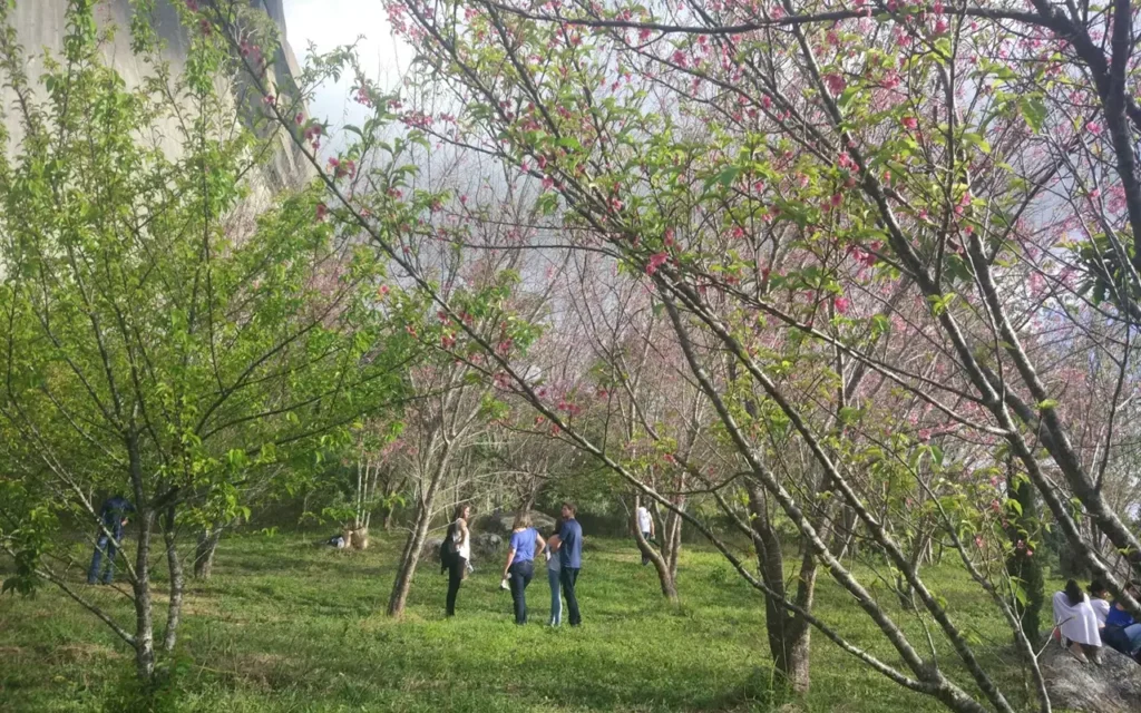 Bosque das Cerejeiras em Pedra Azul