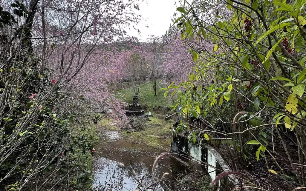 Horários de funcionamento do Bosque das Cerejeiras em Alfredo Chaves