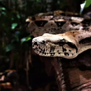 Descoberta de Nova Espécie de Cobra Gigante na Amazônia Surpreende Cientistas