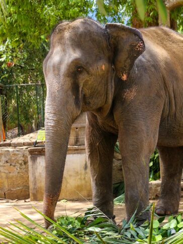 Srilankan Domestic Elephant In Kandy Esala Perahera Photography Seasonal event