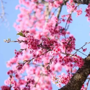 Bosque das Cerejeiras em Domingos Martins