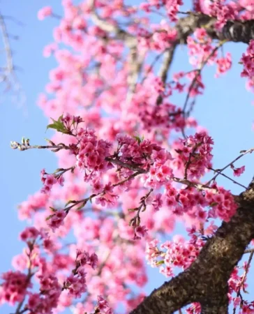 Bosque das Cerejeiras em Domingos Martins