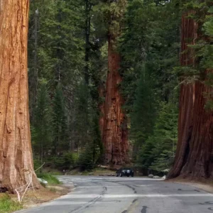 Sequoia National Park