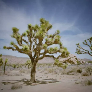 Joshua Tree National Park