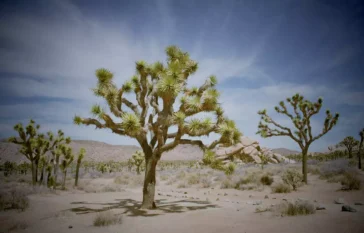 Joshua Tree National Park